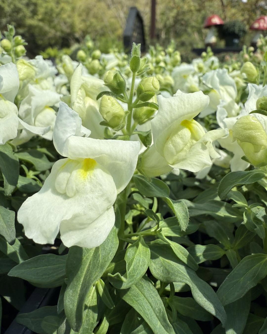 Snapdragons