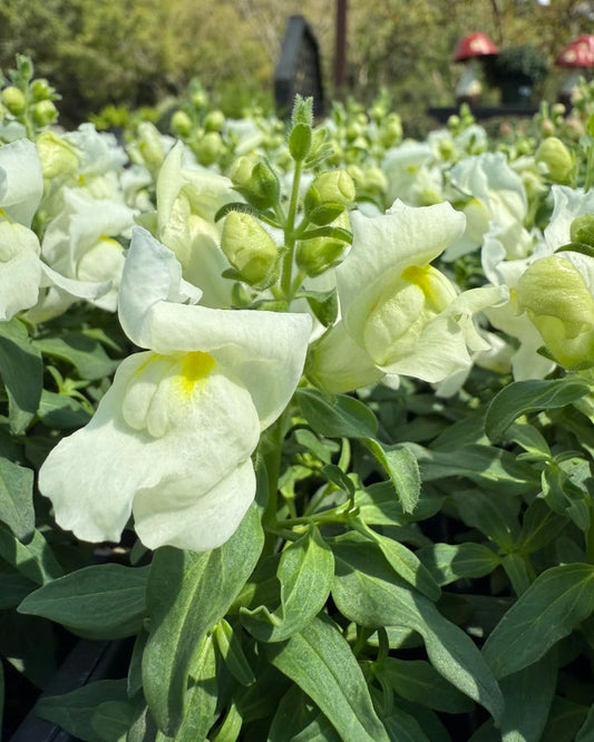 Snapdragons