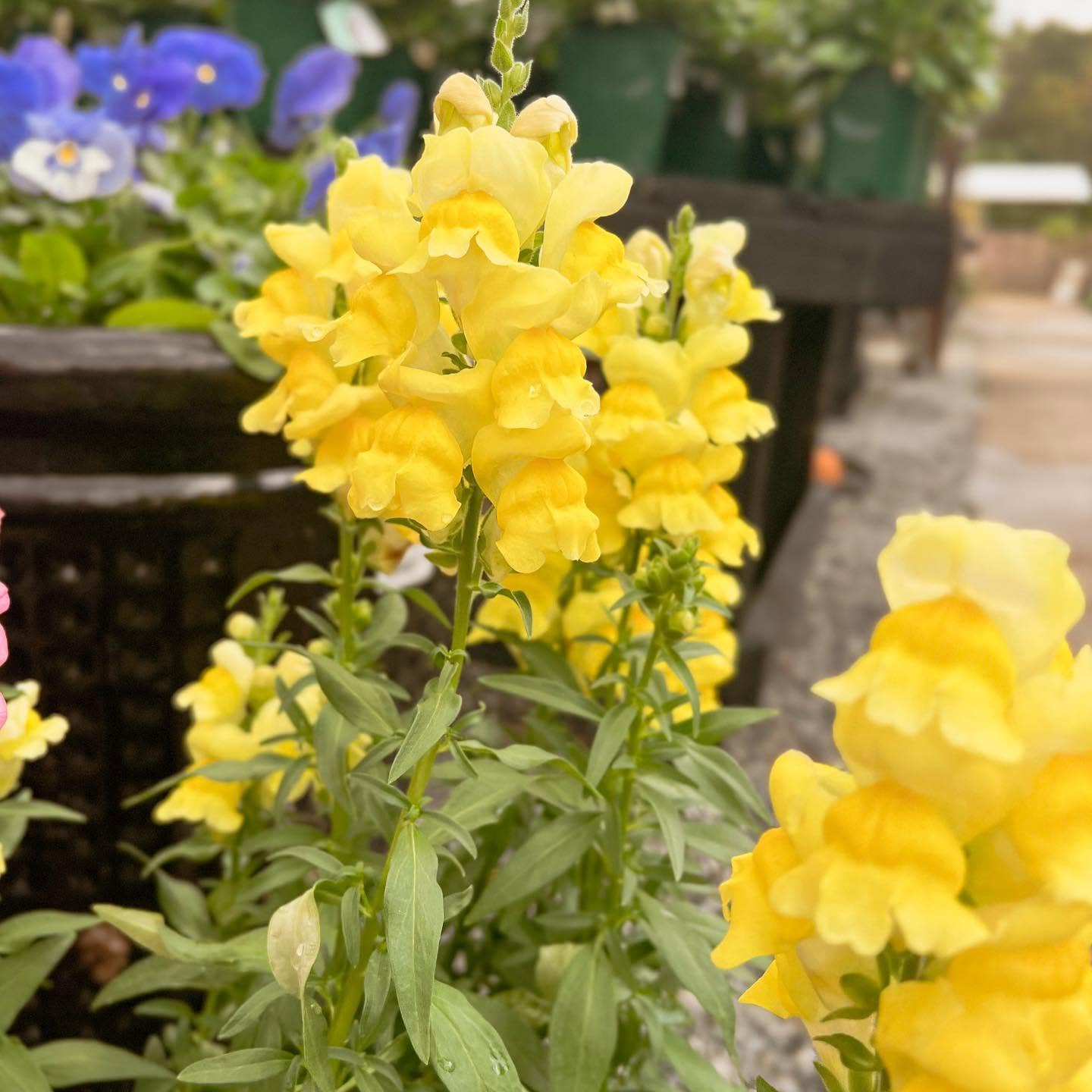 Snapdragons